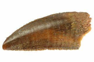 Serrated Raptor Tooth - Real Dinosaur Tooth #333301