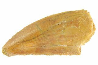 Serrated, Raptor Tooth - Real Dinosaur Tooth #333303