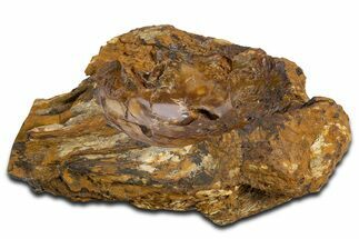 Polished Petrified Wood Soap Dish - Madagascar #346939