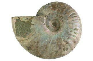 Silver Iridescent Ammonite (Cleoniceras) Fossil - Madagascar #346738