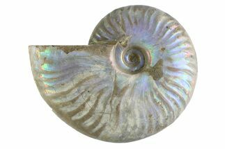 Silver Iridescent Ammonite (Cleoniceras) Fossil - Madagascar #346741