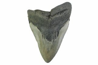Fossil Megalodon Tooth - Georgia #338670