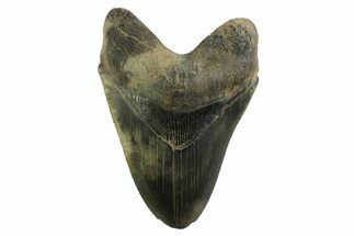 Serrated, Fossil Megalodon Tooth - Georgia #338676