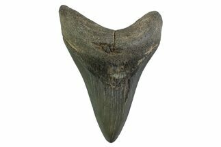 Fossil Megalodon Tooth - Georgia #338678