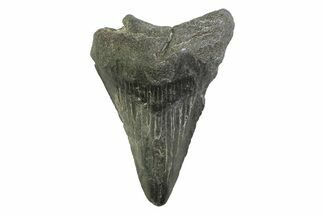 Bargain, Juvenile Megalodon Tooth - Georgia #338788