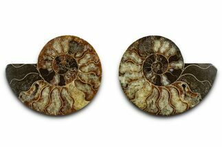 Cut & Polished, Agatized Ammonite Fossil - Madagascar #346157