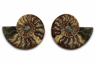 Cut & Polished, Agatized Ammonite Fossil - Madagascar #346169