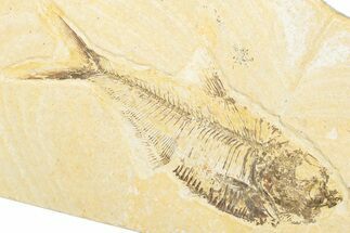 Bargain, Fossil Fish (Diplomystus) - Wyoming #346951