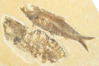 Limestone with Two Fossil Fish (Knightia) - Wyoming #346953