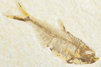 Bargain, Fossil Fish (Diplomystus) - Wyoming #346954
