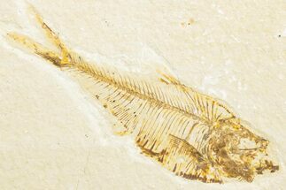 Bargain, Fossil Fish (Diplomystus) - Wyoming #346955