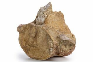 Reptile, Amphibians & Synapsids For Sale