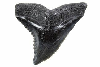 Snaggletooth Shark (Hemipristis) Tooth - South Carolina #347023