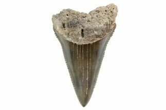 Serrated, Fossil Great White Shark Tooth - South Carolina #347035
