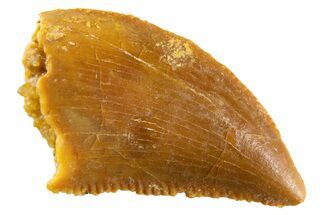 Serrated Raptor Tooth - Real Dinosaur Tooth #346994