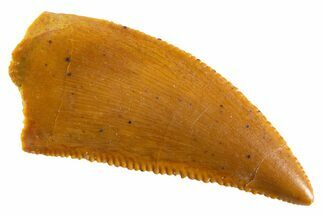 Serrated Raptor Tooth - Real Dinosaur Tooth #346998