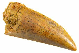 Serrated Raptor Tooth - Real Dinosaur Tooth #347000