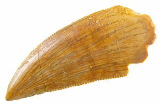Serrated Raptor Tooth - Real Dinosaur Tooth #347005