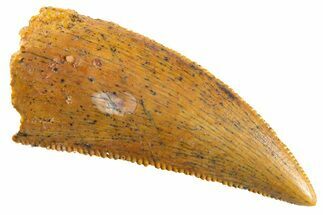 Serrated Raptor Tooth - Real Dinosaur Tooth #347006
