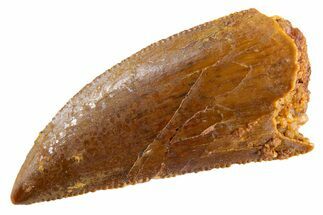 Serrated Raptor Tooth - Real Dinosaur Tooth #347007