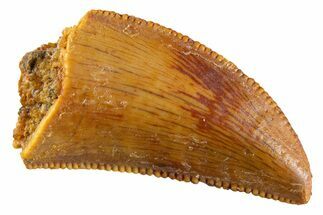 Serrated Raptor Tooth - Real Dinosaur Tooth #347018