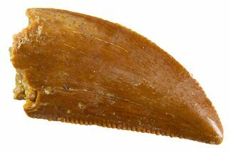 Serrated Raptor Tooth - Real Dinosaur Tooth #347020