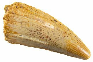 Serrated Raptor Tooth - Real Dinosaur Tooth #347022