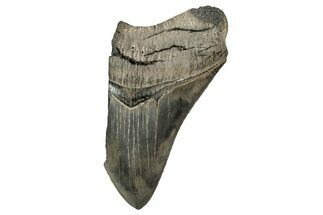 Partial Fossil Megalodon Tooth - Serrated Blade #338845