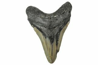 Bargain, Fossil Megalodon Tooth - North Carolina #347043