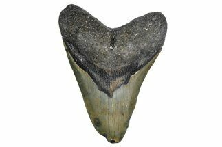 Fossil Megalodon Tooth - North Carolina #347112