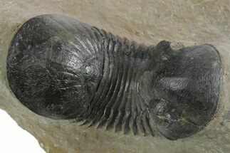 Large, Paralejurus Trilobite Fossil - Atchana, Morocco #347283