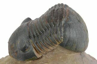 Paralejurus Trilobite Fossil - Lghaft, Morocco #347285