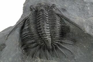 Kayserops megaspina Trilobite - Bou Lachrhal, Morocco #347287
