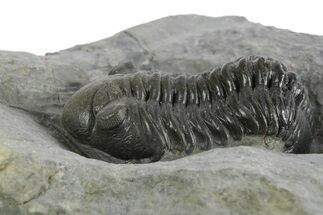 Morocconites Trilobite Fossil - Ofaten, Morocco #347295