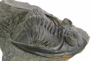 Fossil Zlichovaspis Trilobite - Atchana, Morocco #347300