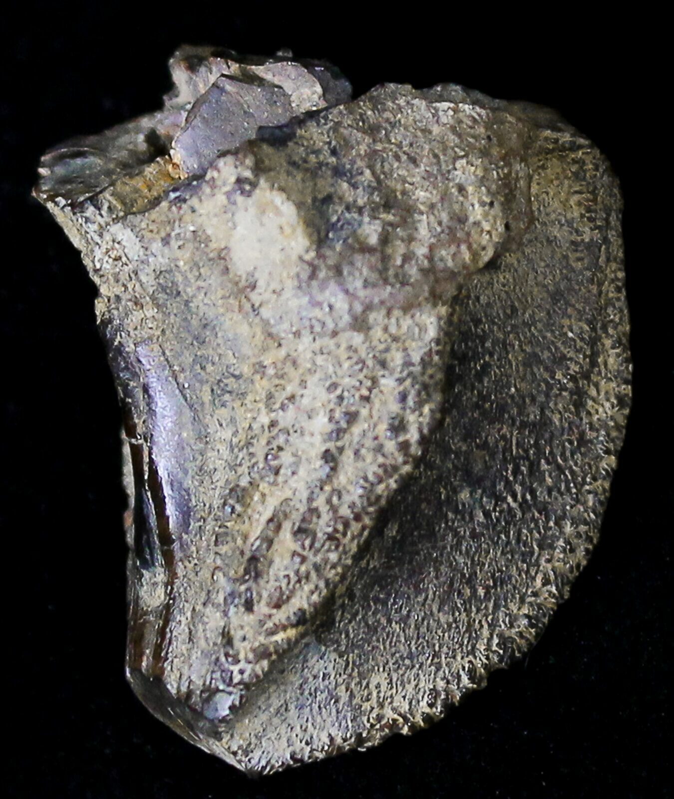 triceratops tooth