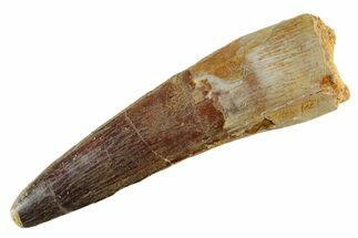 Fossil Spinosaurus Tooth - Real Dinosaur Tooth #347146