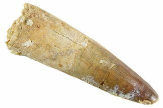 Fossil Spinosaurus Tooth - Real Dinosaur Tooth #347150