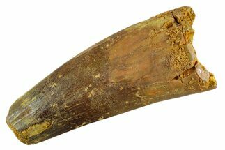 Fossil Spinosaurus Tooth - Feeding Worn Tip #347155