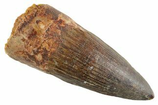Fossil Spinosaurus Tooth - Gorgeous Tooth! #347158
