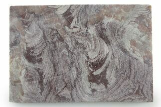 Polished, Neoproterozoic Stromatolite (Conophyton) - Morocco #347339