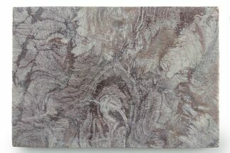 Polished, Neoproterozoic Stromatolite (Conophyton) - Morocco #347341