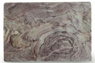 Polished, Neoproterozoic Stromatolite (Conophyton) - Morocco #347344