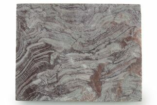 Polished, Neoproterozoic Stromatolite (Conophyton) - Morocco #347345