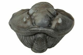 Wide Enrolled Flexicalymene Trilobite - Mt Orab, Ohio #347261