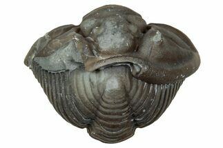 Wide Enrolled Flexicalymene Trilobite - Mt Orab, Ohio #347262