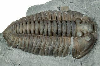 Prone Flexicalymene Trilobite - Mt Orab, Ohio #347288