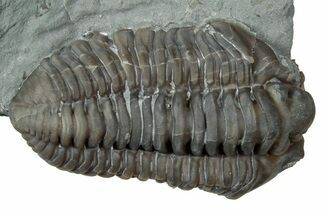 Prone Flexicalymene Trilobite - Mt Orab, Ohio #347289