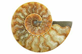 Cut & Polished Ammonite Fossil (Half) - Madagascar #347526