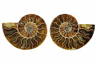 Cut & Polished, Agatized Ammonite Fossil - Madagascar #347532